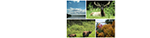 Wilderness Survival Courses